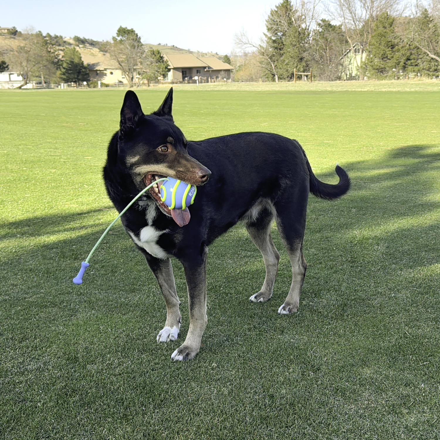 slide 3 of 4, KONG Bunji High-Viz Ball Assorted Lg, LG