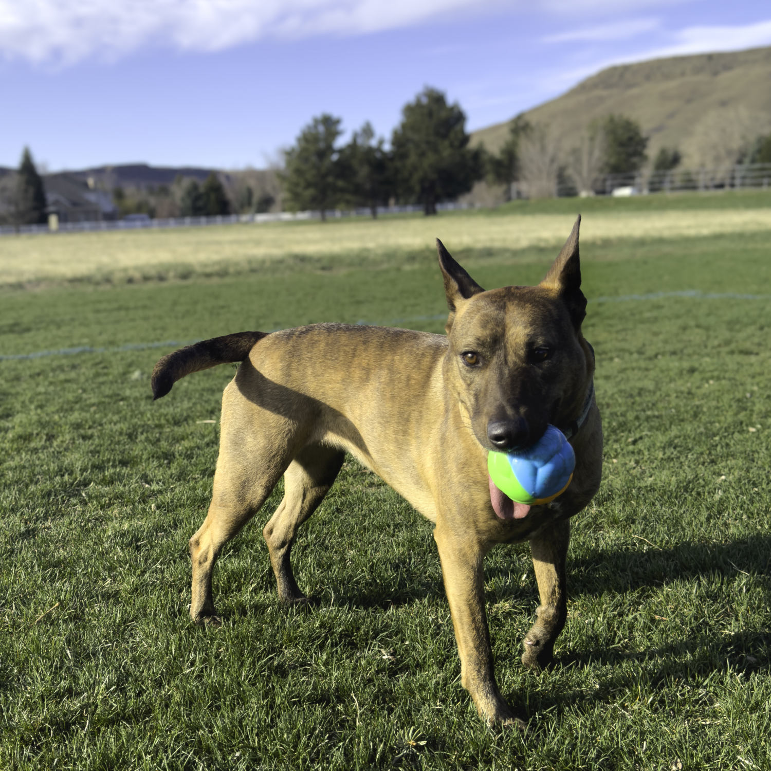 slide 3 of 4, Kong Twistz High Viz Ball Lg, 1 ct