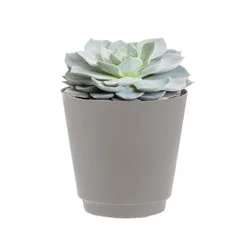Succulents