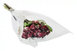 Alstroemerias Cb 6 Stem