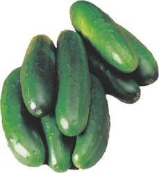 Organic Cucumber Sup. Select Orgnc