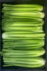 Fresh Celery