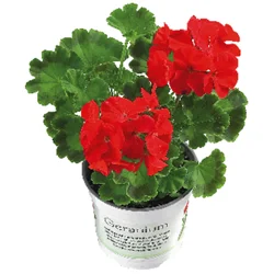 4" Geranium Available In Pink, White And Red.