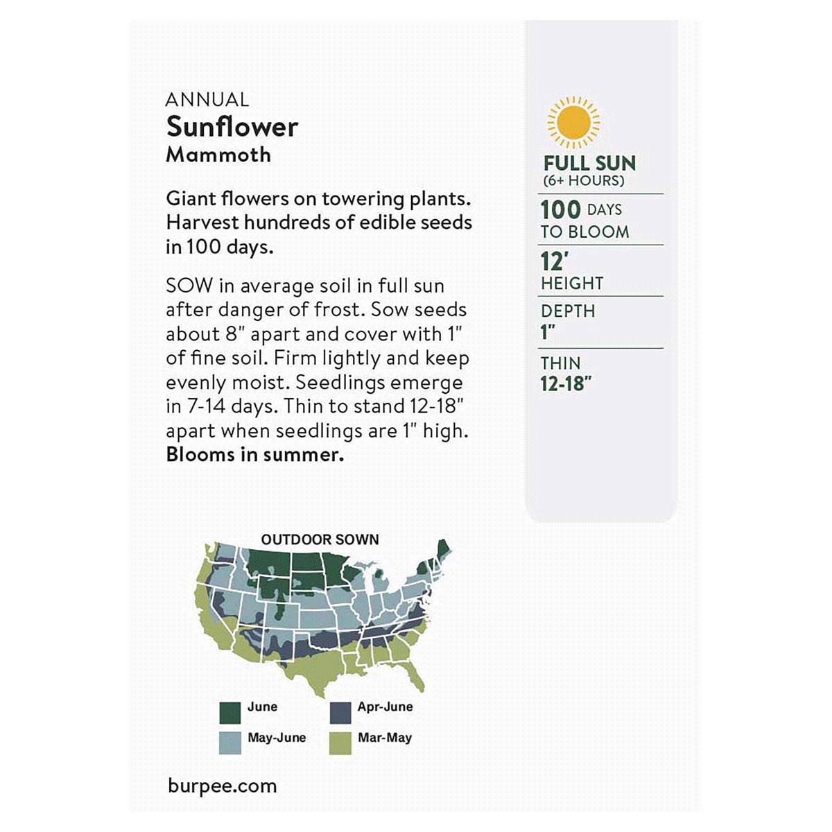 slide 5 of 5, Burpee Organic Sunflower Mammoth Seeds, 1 ct