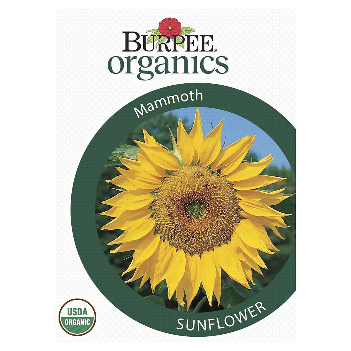 slide 1 of 5, Burpee Organic Sunflower Mammoth Seeds, 1 ct