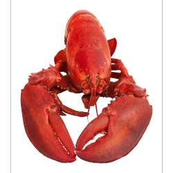 Fresh Select Lobsters