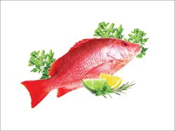 Fish-Whole Red Snapper Small
