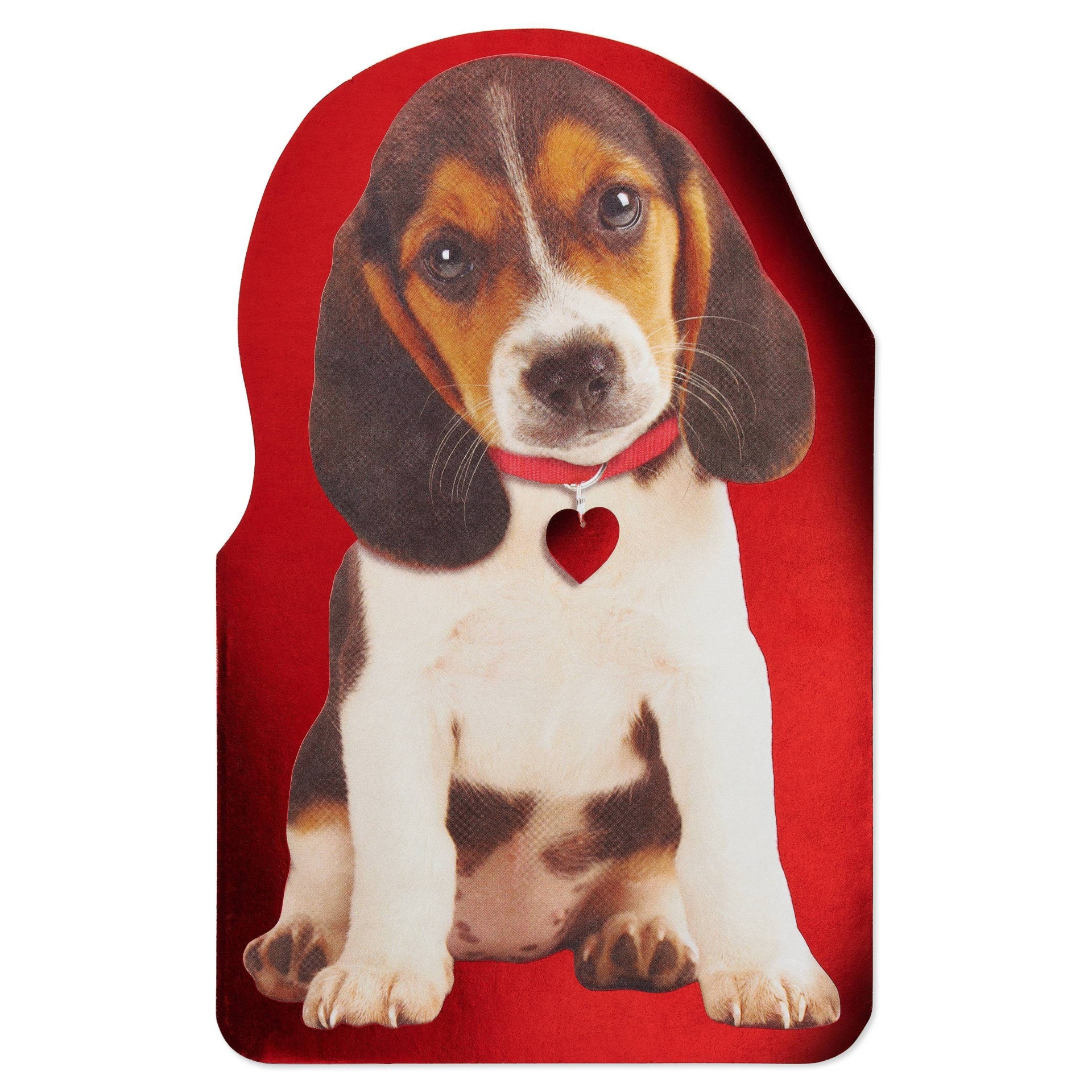 slide 1 of 17, American Greetings Valentine's Day Card (Puppy), 1 ct