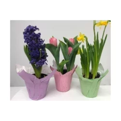 Assorted Bulbs - 4 in