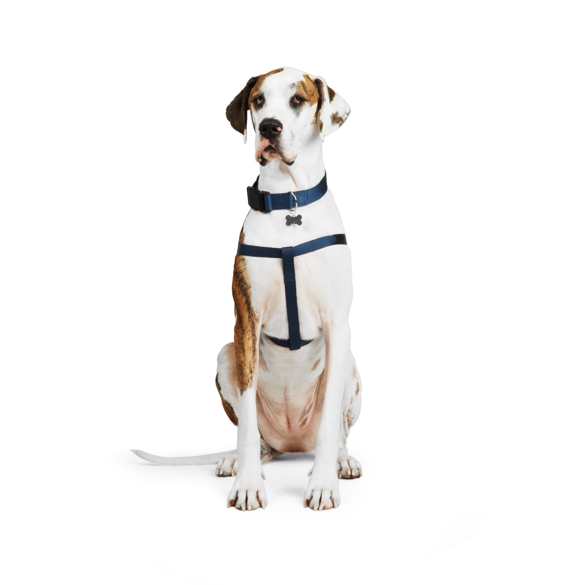 slide 1 of 1, YOULY Blue Dog Harness, Large, LG