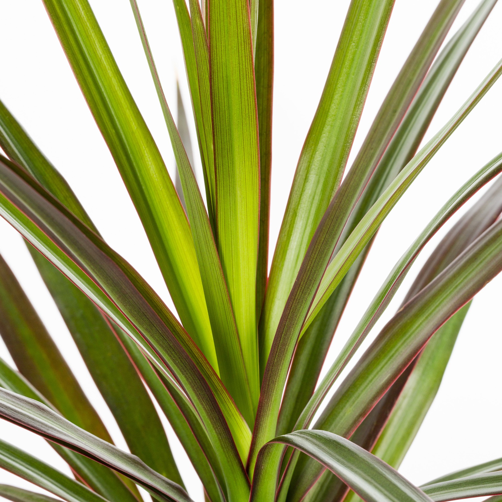 slide 2 of 4, Lowe's White Cordyline in 1.5 Pint Pot 1.0 -Pack, 1 ct