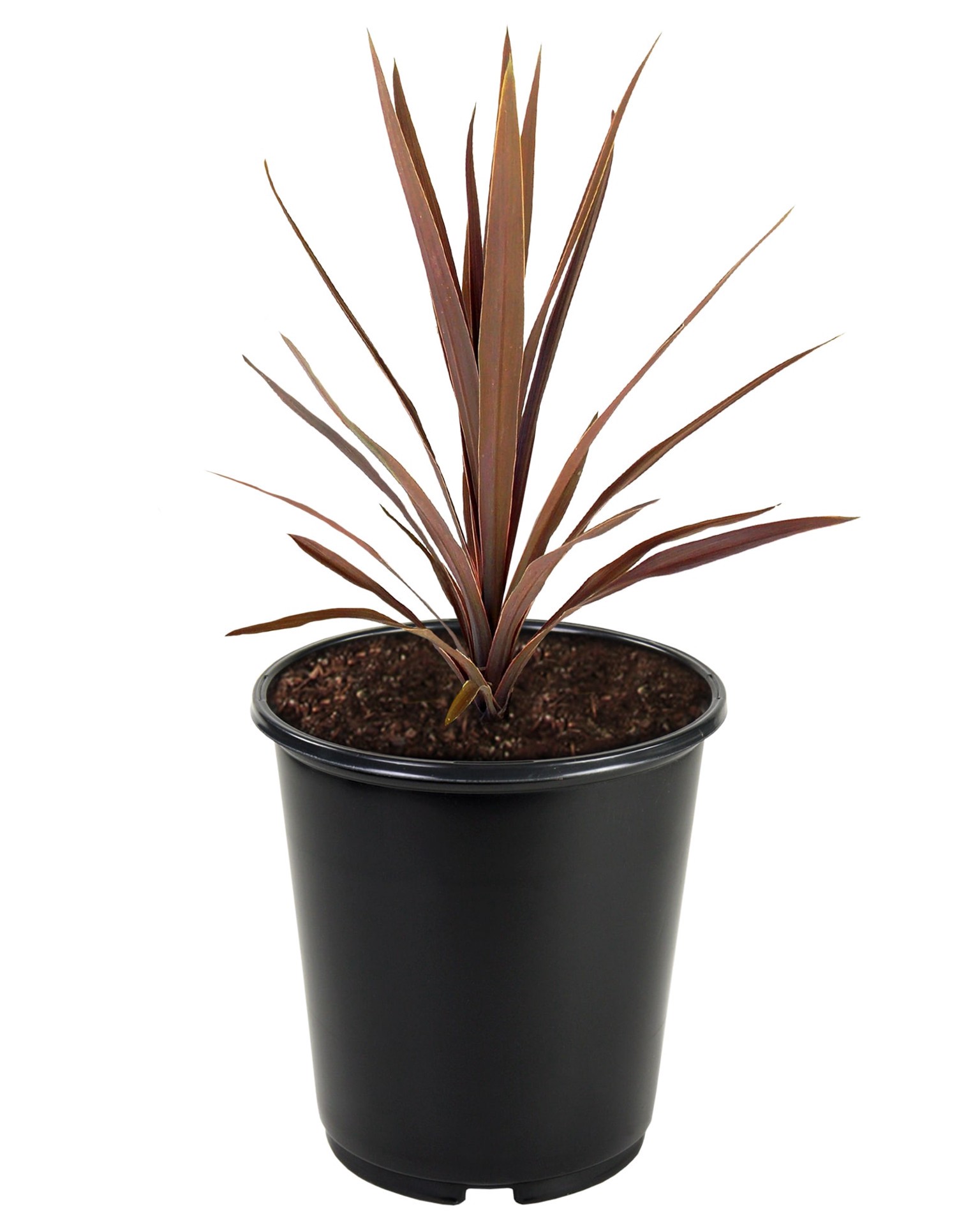 slide 1 of 4, Lowe's White Cordyline in 1.5 Pint Pot 1.0 -Pack, 1 ct