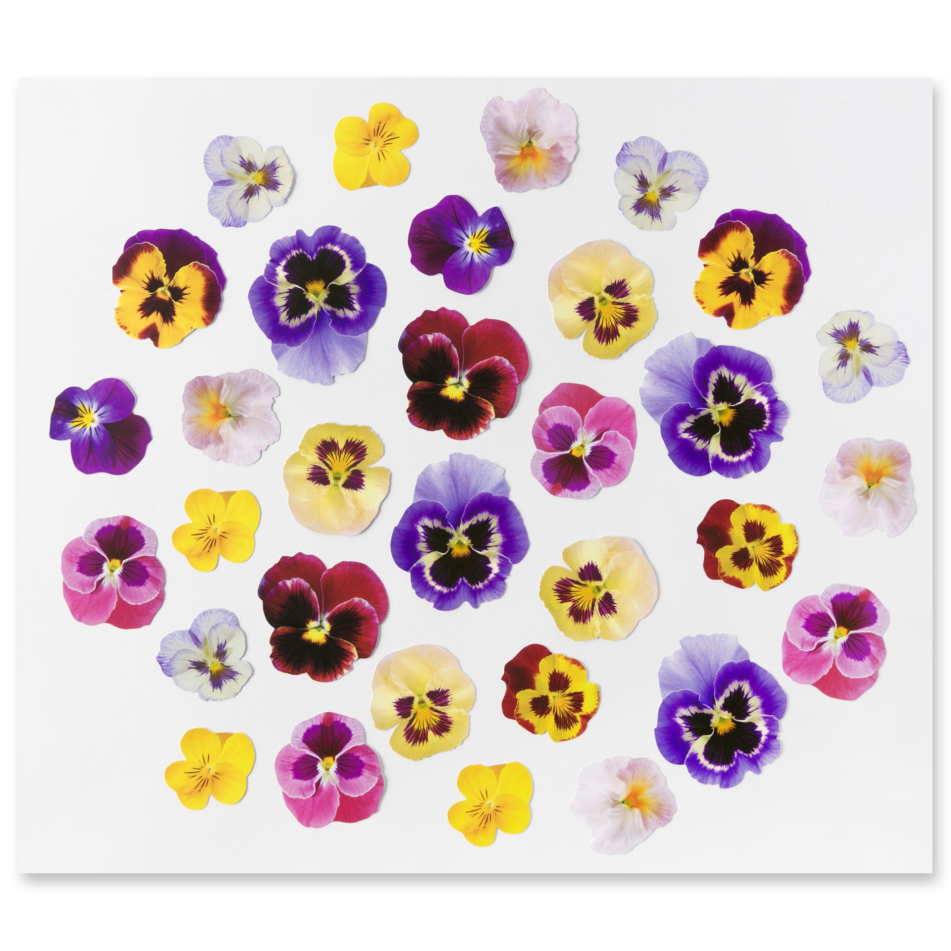 slide 4 of 4, Pansy Die Cut Stickers By Recollections, 4 in x 6 in