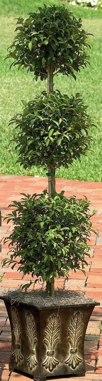 slide 2 of 4, Lowe's Eugenia Topiary House plant in 3 Gallon(s) Pot 1.0 -Pack, 1 ct