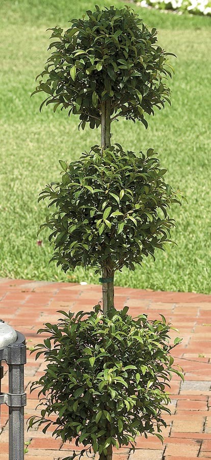 slide 3 of 4, Lowe's Eugenia Topiary House plant in 3 Gallon(s) Pot 1.0 -Pack, 1 ct