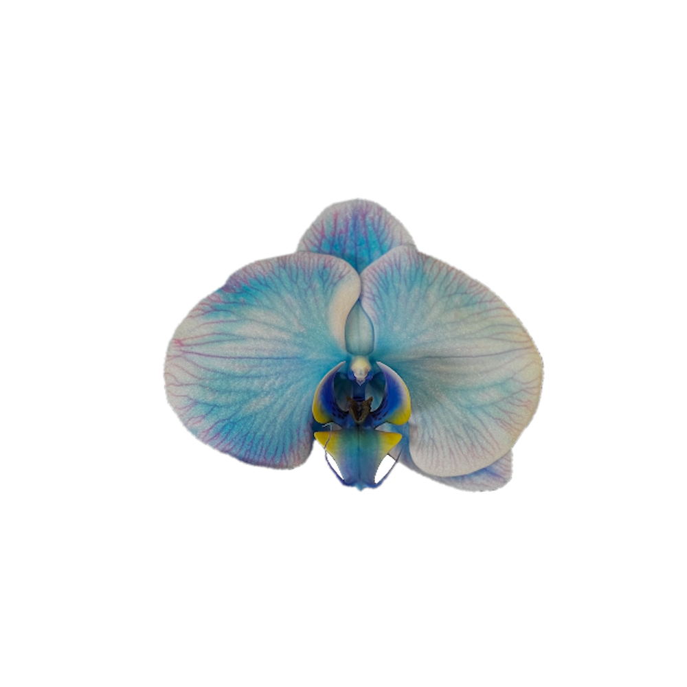 slide 2 of 4, Gubler Blue Orchid House plant in 1.5 Quart(s) Pot 1 -Pack, 1 ct