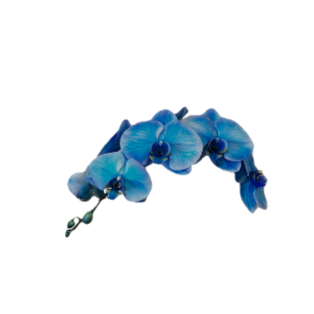 slide 3 of 4, Gubler Blue Orchid House plant in 1.5 Quart(s) Pot 1 -Pack, 1 ct