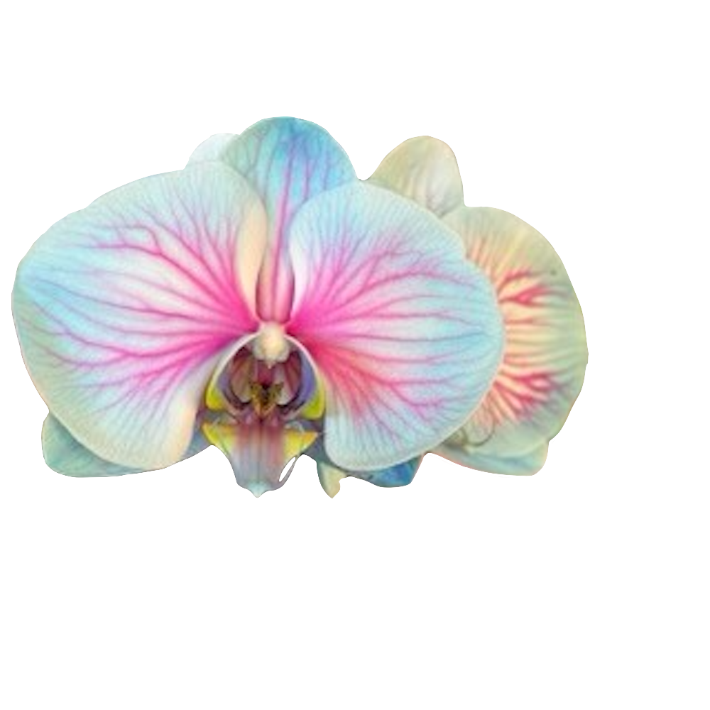 slide 4 of 4, Gubler Blue Orchid House plant in 1.5 Quart(s) Pot 1 -Pack, 1 ct