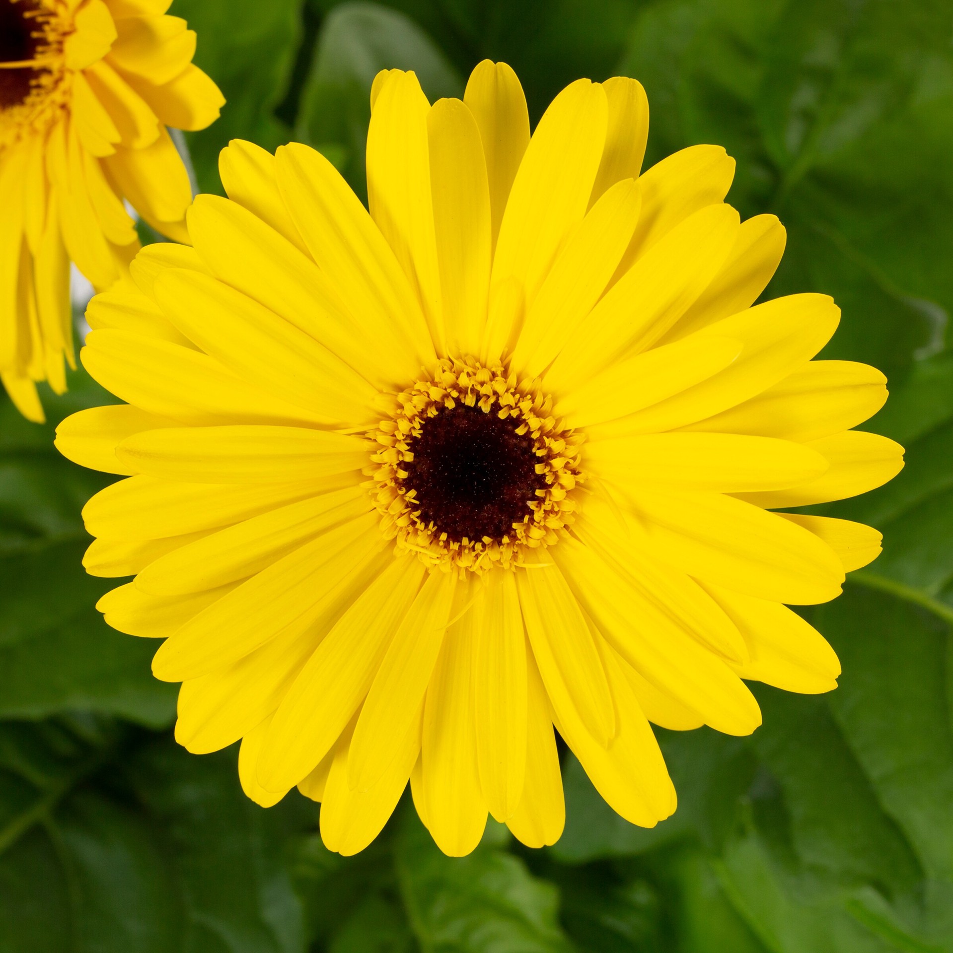 slide 2 of 2, Lowe's Multicolor Gerbera Daisy in 6 -Pack Tray, 1 ct