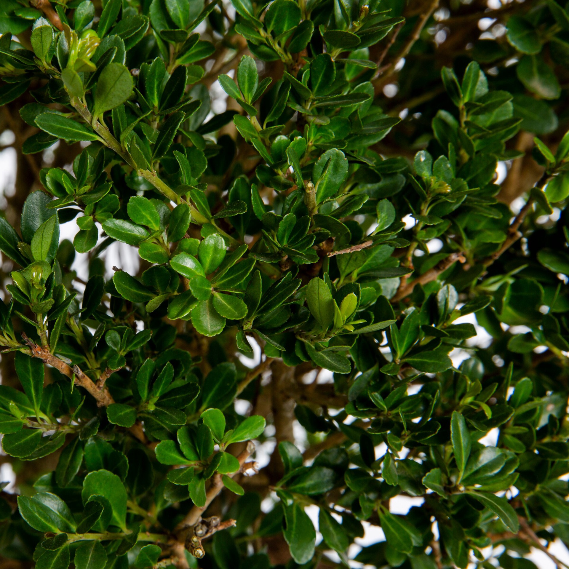 slide 2 of 2, Lowe's Soft Touch Compact Holly Foundation/Hedge Shrub in 2.25-Gallon (s), 1 ct