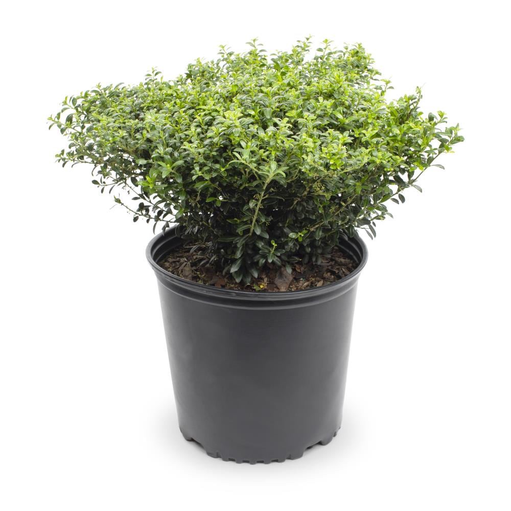 slide 1 of 2, Lowe's Soft Touch Compact Holly Foundation/Hedge Shrub in 2.25-Gallon (s), 1 ct
