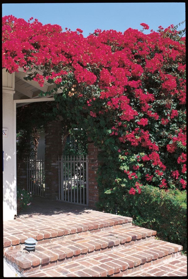 slide 1 of 1, Lowe's Red Bougainvillea Trellis Flowering Shrub in 2.5-Quart Pot, 1 ct