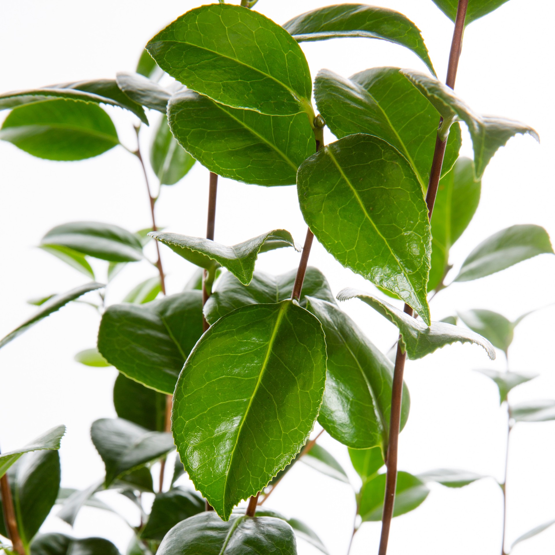 slide 2 of 2, Lowe's Multicolor Japanese Camellia Flowering Shrub in 2.25-Gallon (s) Pot, 1 ct