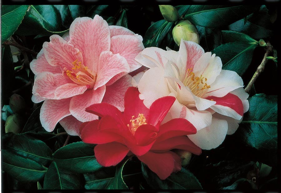 slide 1 of 2, Lowe's Multicolor Japanese Camellia Flowering Shrub in 2.25-Gallon (s) Pot, 1 ct