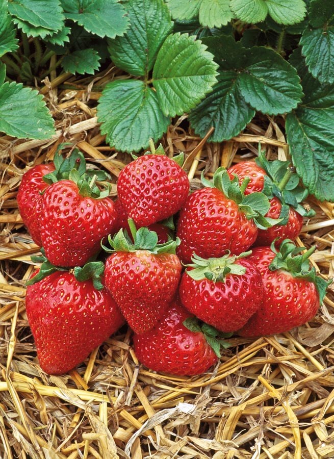 slide 1 of 3, Lowe's White Alternanthera in 2.5 Quart(s) Pot, 1 ct