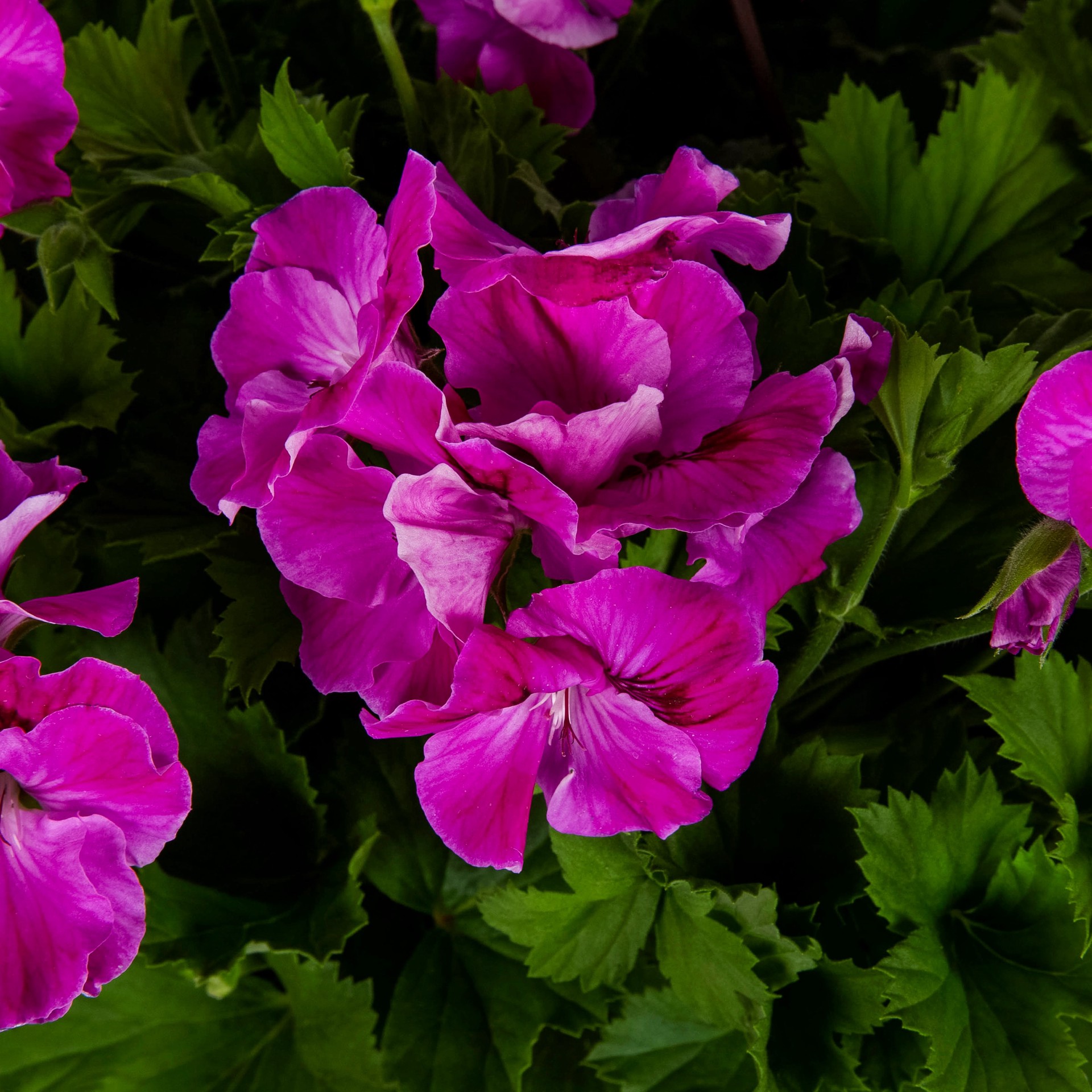 slide 2 of 2, Lowe's Multicolor Martha Washington Geranium in 2 Gallon(s) Hanging basket, 1 ct