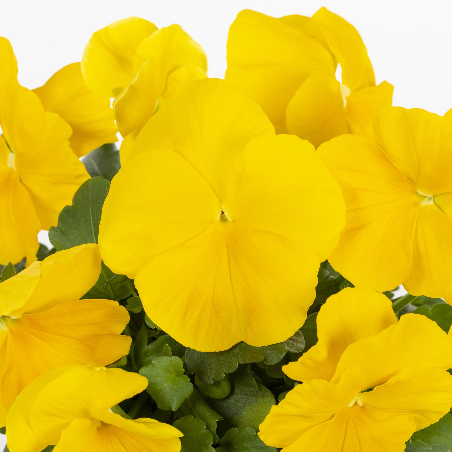 slide 2 of 4, Lowe's Multicolor Monrovia Pansy in 1.5 Pint Pot 1 -Pack, 1 ct