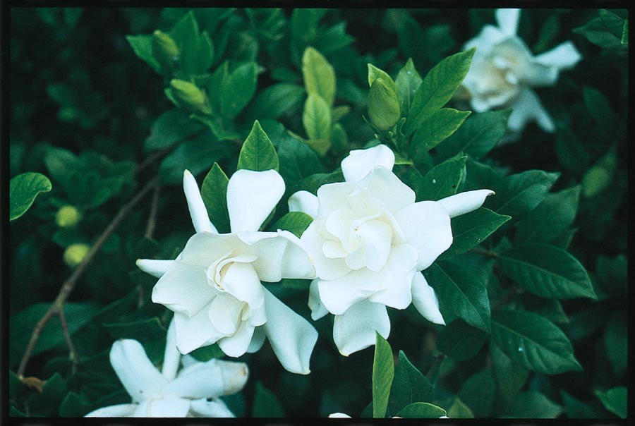 slide 1 of 1, Lowe's White Gardenia Flowering Shrub in 2.25-Gallon (s) Pot, 1 ct
