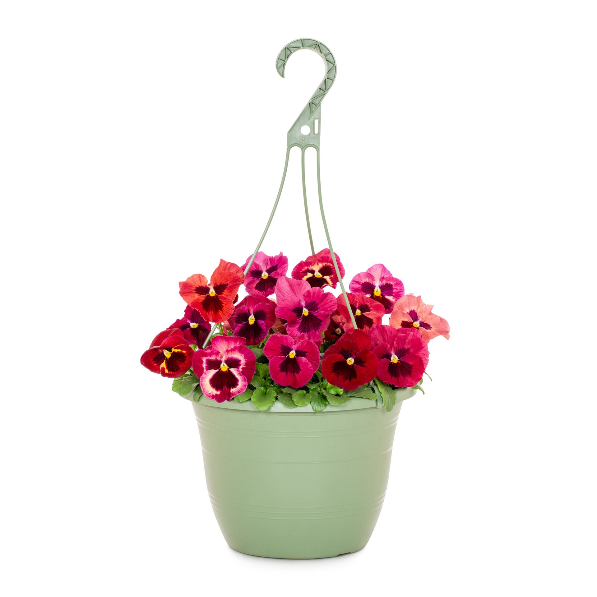 slide 3 of 6, Lowe's Multicolor Pansy in 1.5-Gallons Hanging Basket, 1 ct