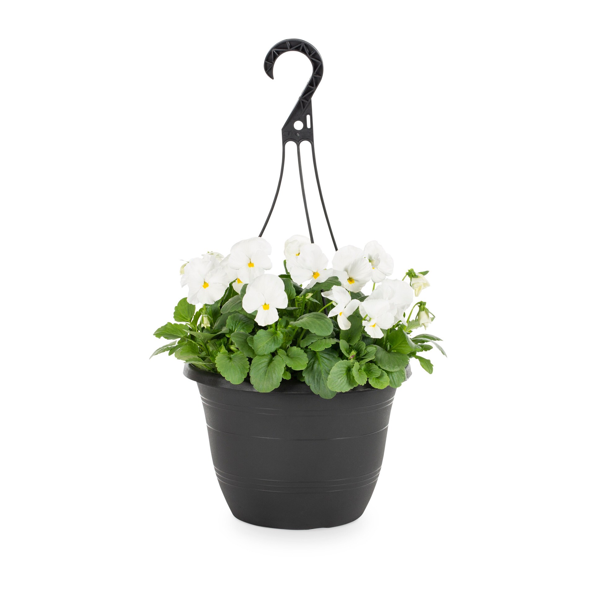 slide 4 of 6, Lowe's Multicolor Pansy in 1.5-Gallons Hanging Basket, 1 ct