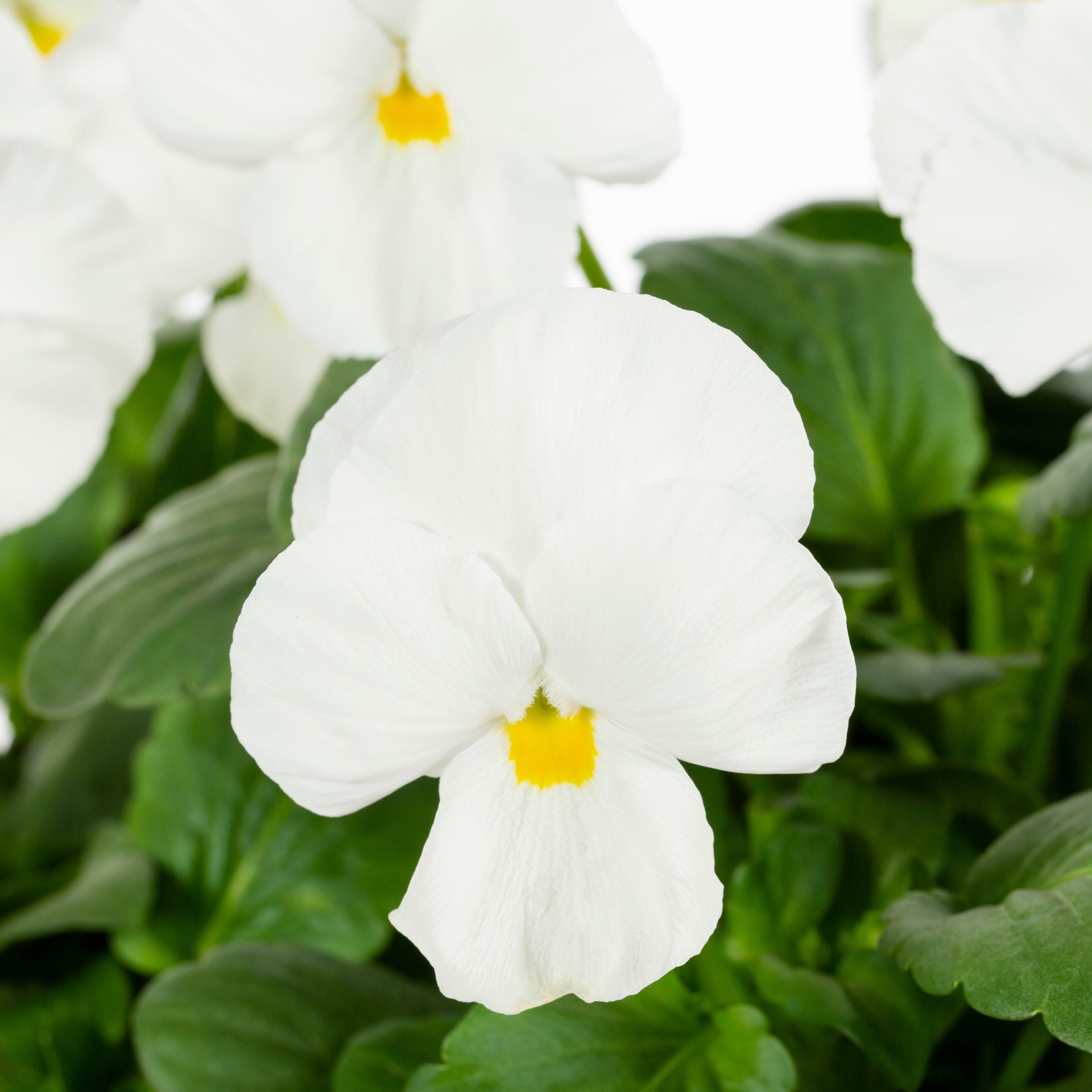 slide 5 of 6, Lowe's Multicolor Pansy in 1.5-Gallons Hanging Basket, 1 ct