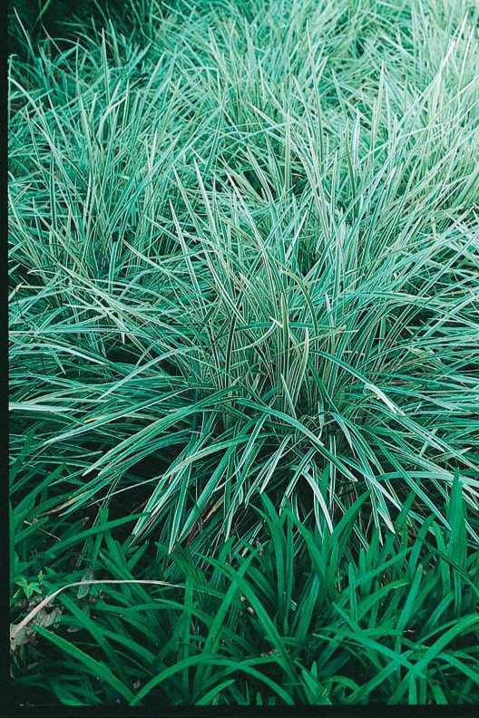 slide 1 of 2, Lowe's Violet Aztec Grass Plant in 1 -Quart Pot 1.0 -Pack, 1 ct