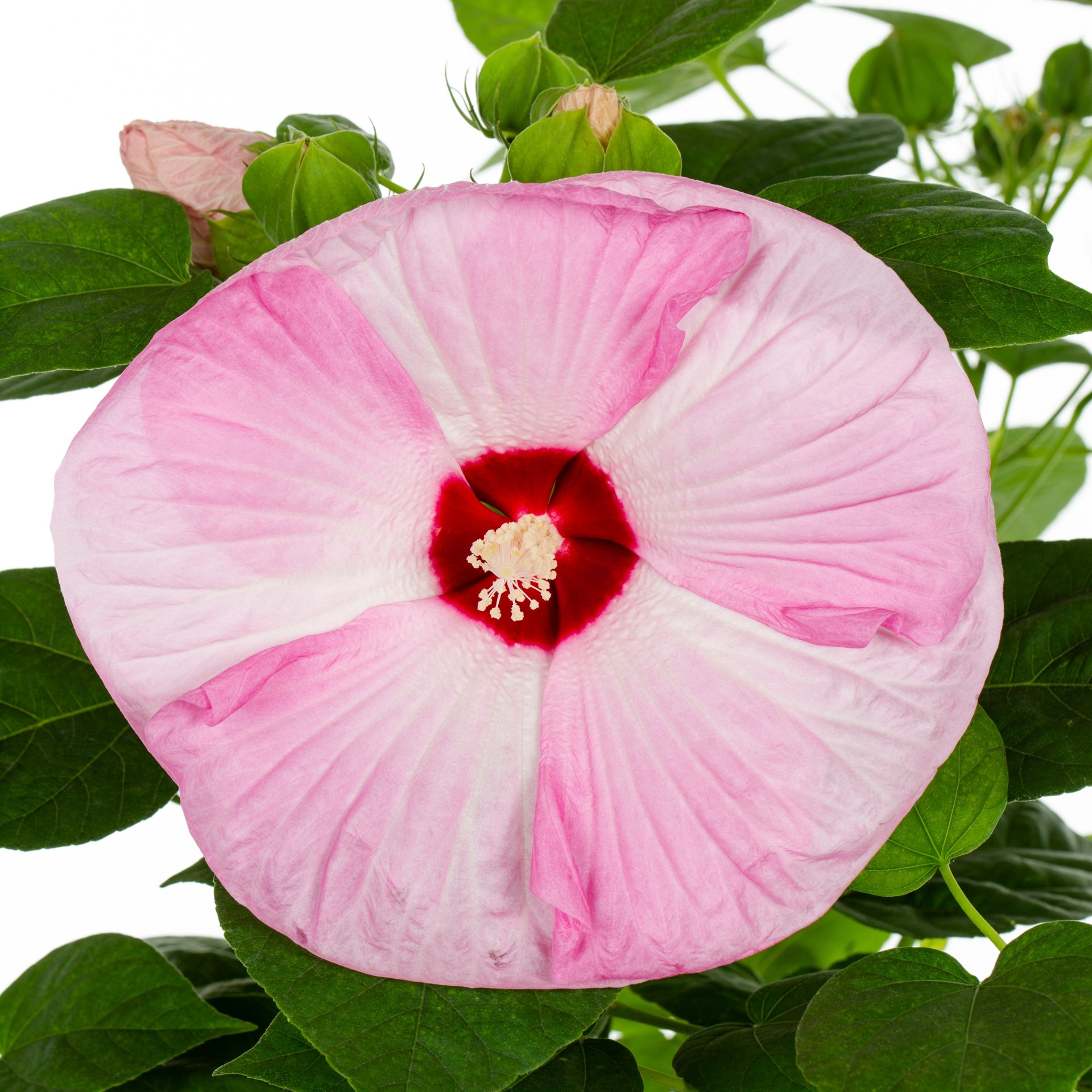 slide 2 of 3, Lowe's Multicolor Luna#8482 Blush Hibiscus in 1.75 Gallon(s) Planter, 1 ct