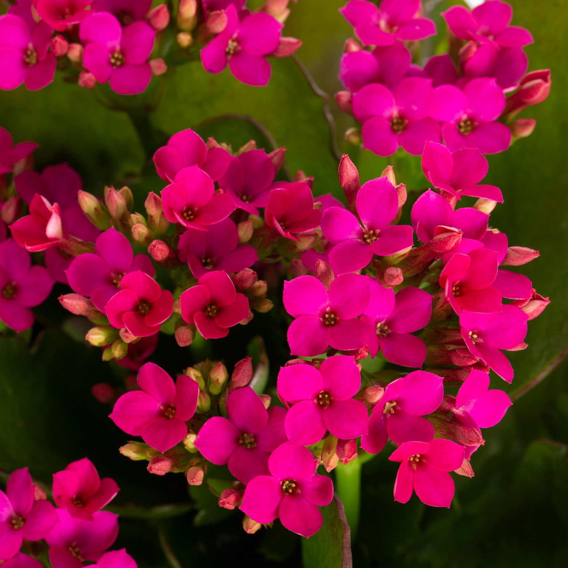 slide 2 of 6, Lowe's Multicolor Kalanchoe House plant in 1.4 Quart(s) Pot 1 -Pack, 1 ct