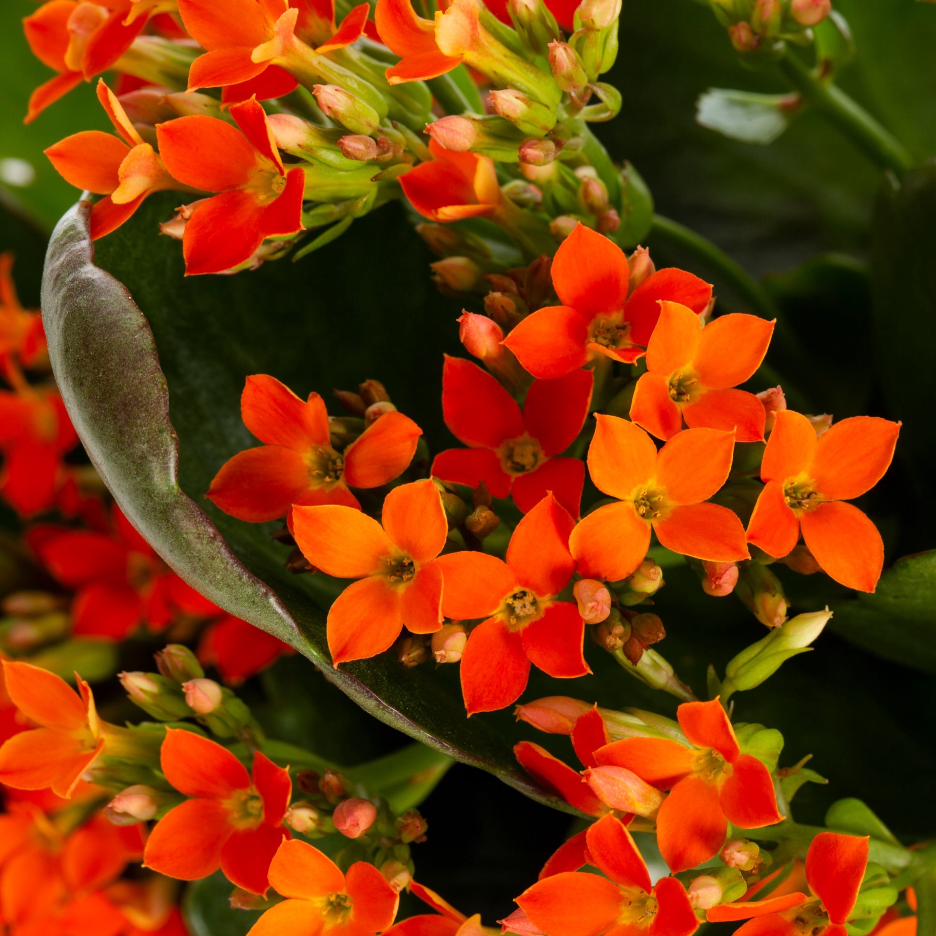 slide 3 of 6, Lowe's Multicolor Kalanchoe House plant in 1.4 Quart(s) Pot 1 -Pack, 1 ct