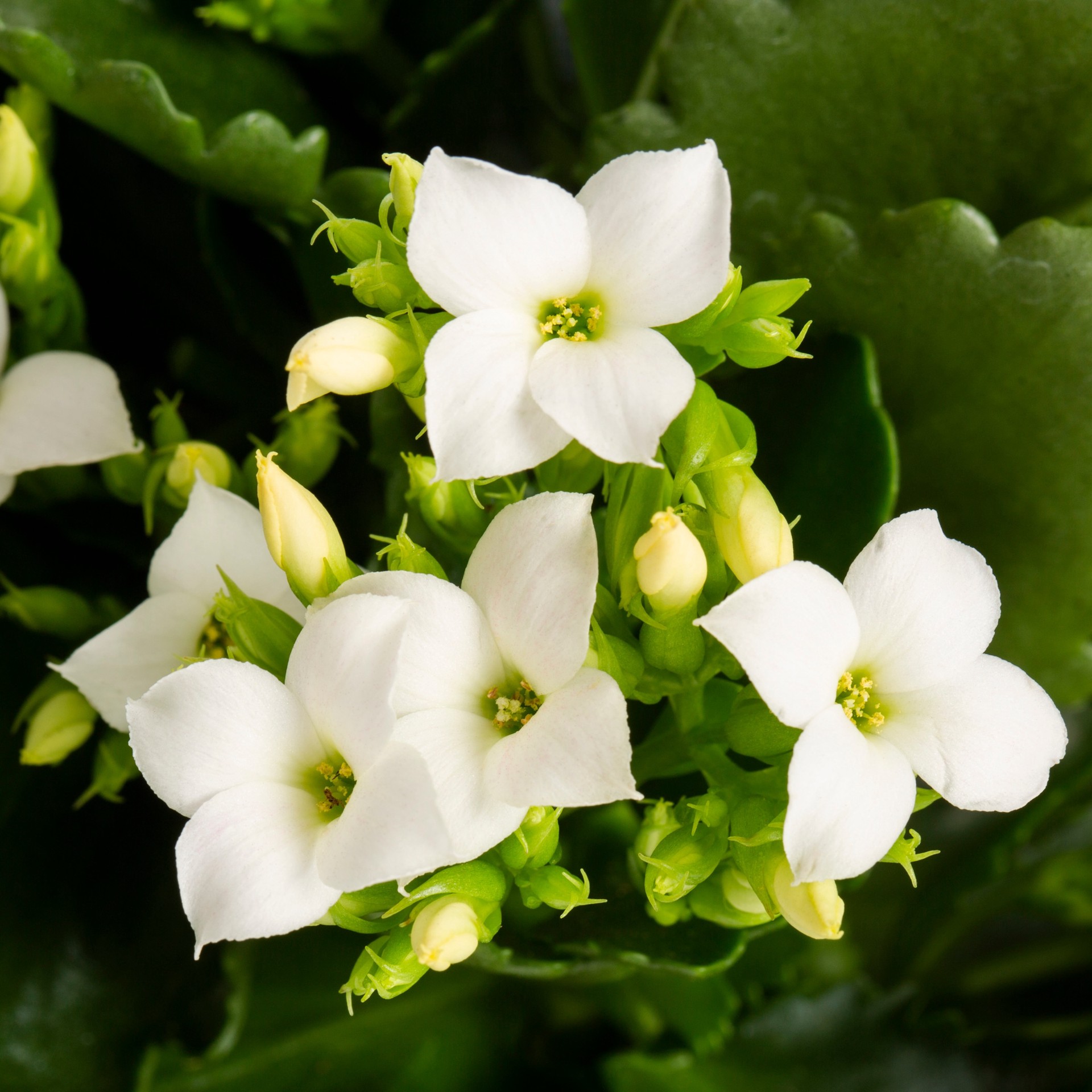 slide 4 of 6, Lowe's Multicolor Kalanchoe House plant in 1.4 Quart(s) Pot 1 -Pack, 1 ct