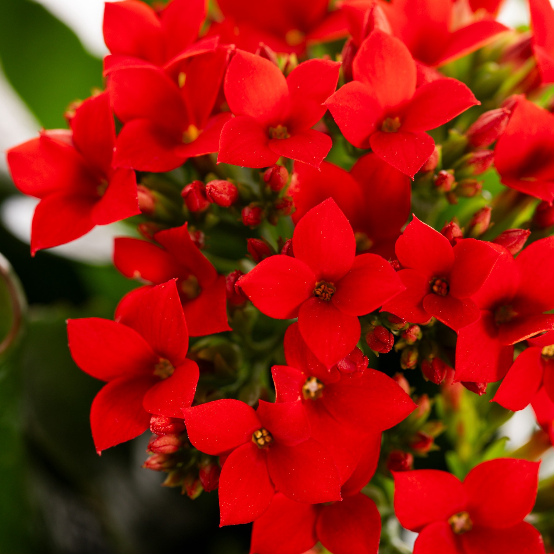 slide 5 of 6, Lowe's Multicolor Kalanchoe House plant in 1.4 Quart(s) Pot 1 -Pack, 1 ct