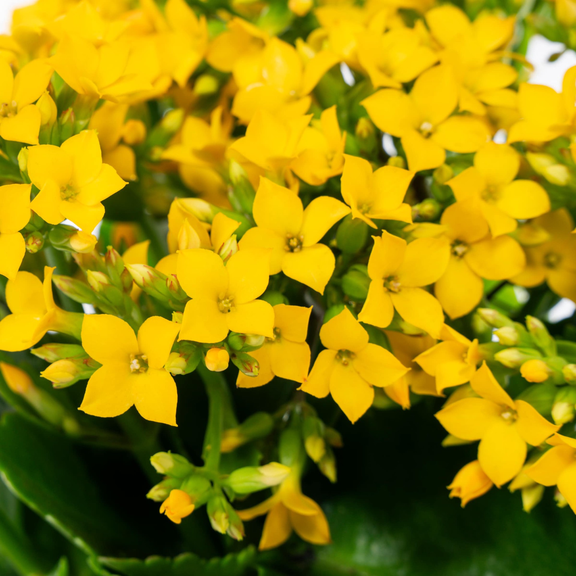 slide 6 of 6, Lowe's Multicolor Kalanchoe House plant in 1.4 Quart(s) Pot 1 -Pack, 1 ct