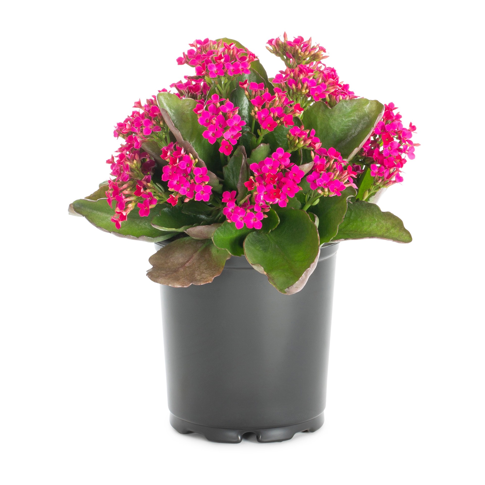 slide 1 of 6, Lowe's Multicolor Kalanchoe House plant in 1.4 Quart(s) Pot 1 -Pack, 1 ct