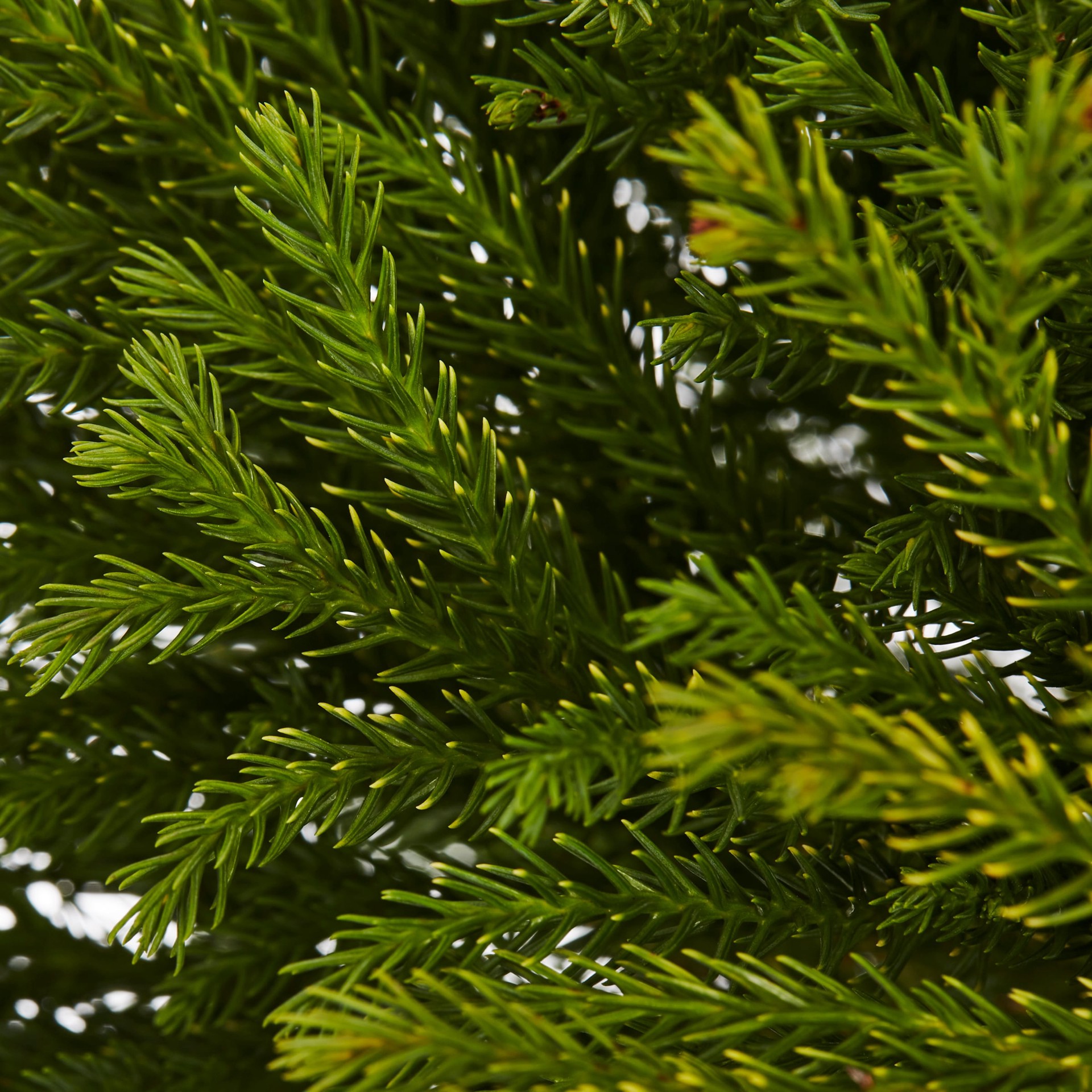 slide 2 of 4, Lowe's Dwarf Cryptomeria Accent Shrub in 2.25 -Gallon Pot, 1 ct