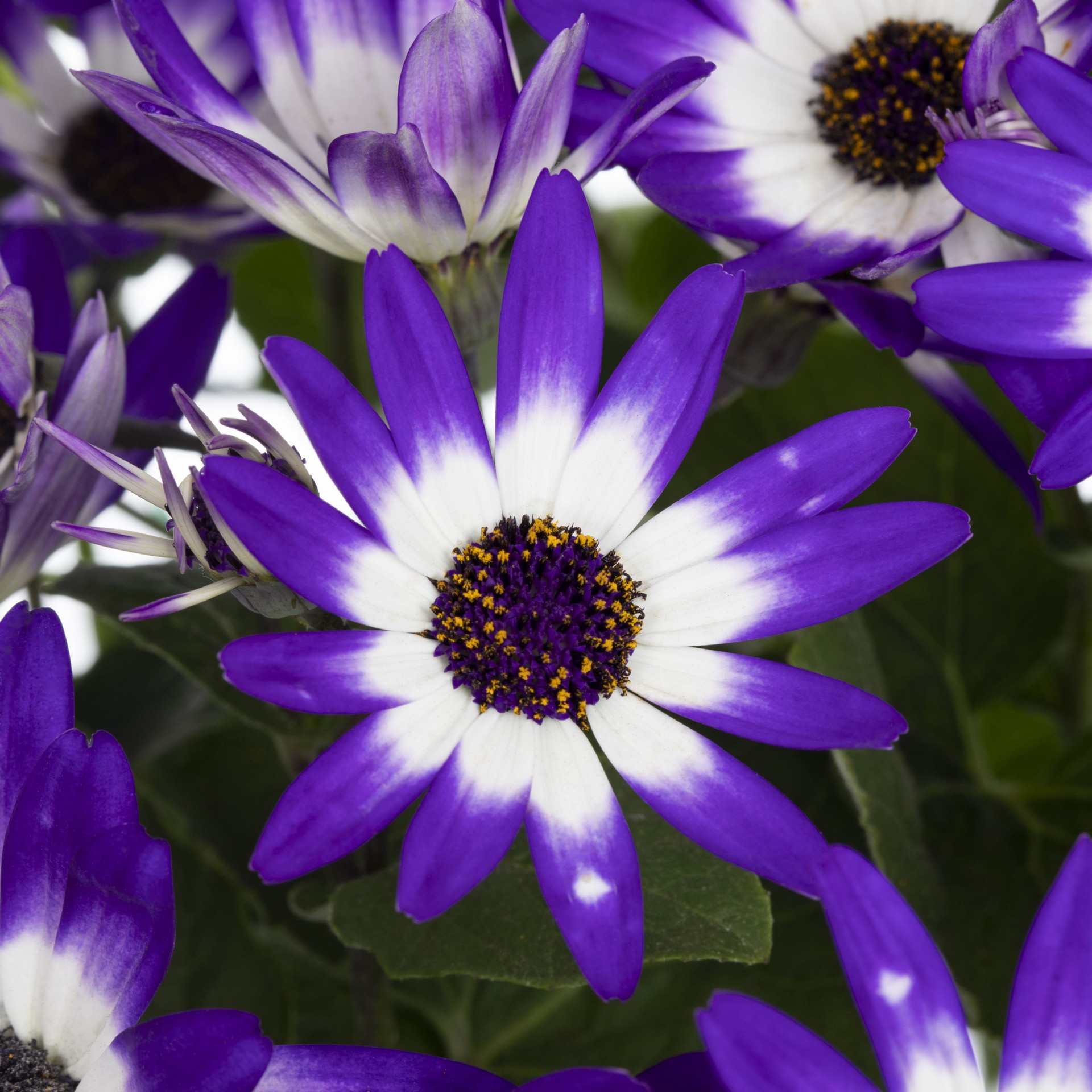 slide 2 of 2, Lowe's Multicolor Pericallis in 2.5 Quart(s) Pot, 1 ct