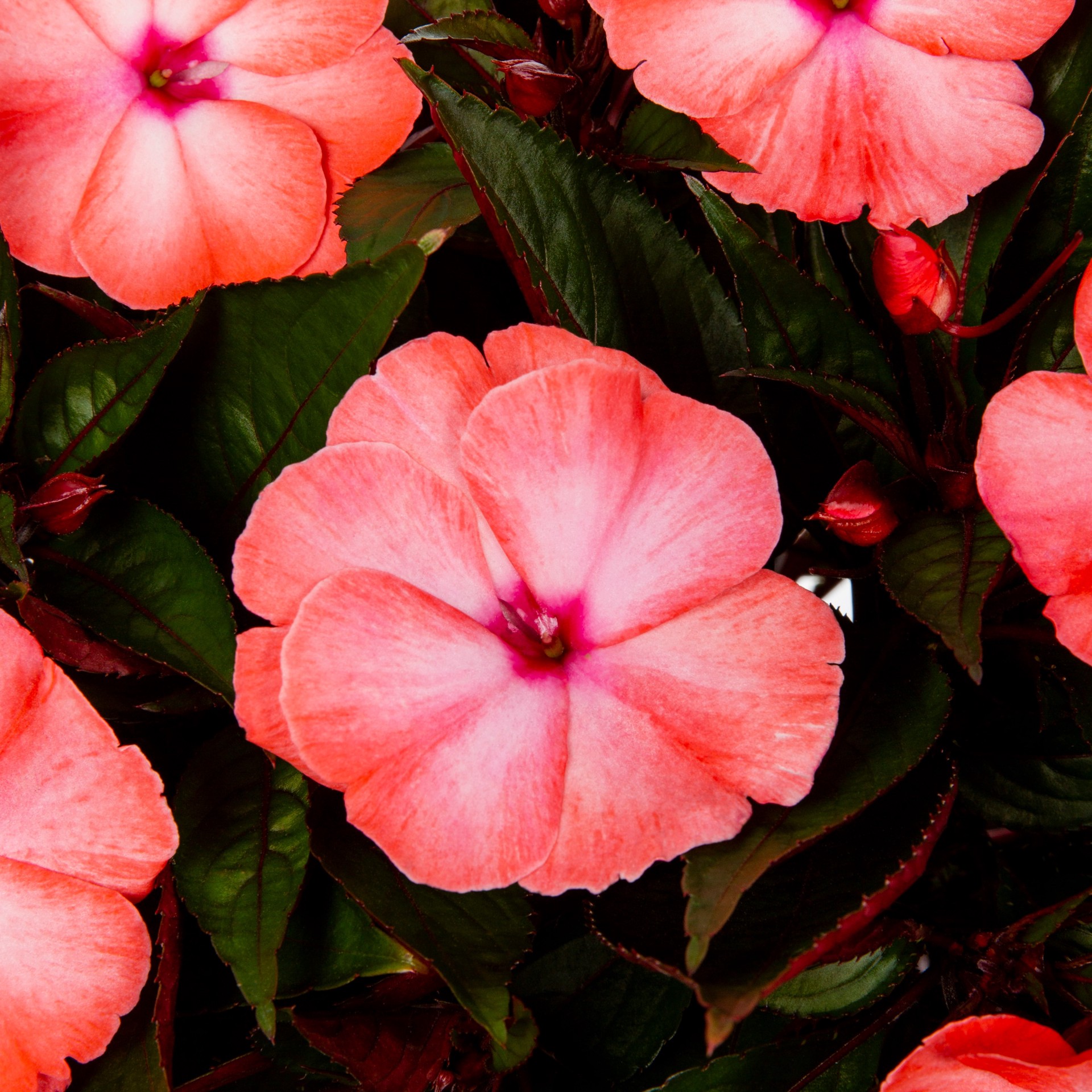 slide 2 of 6, Lowe's Multicolor New Guinea Impatiens in 1.75-Gallons Planter, 1 ct