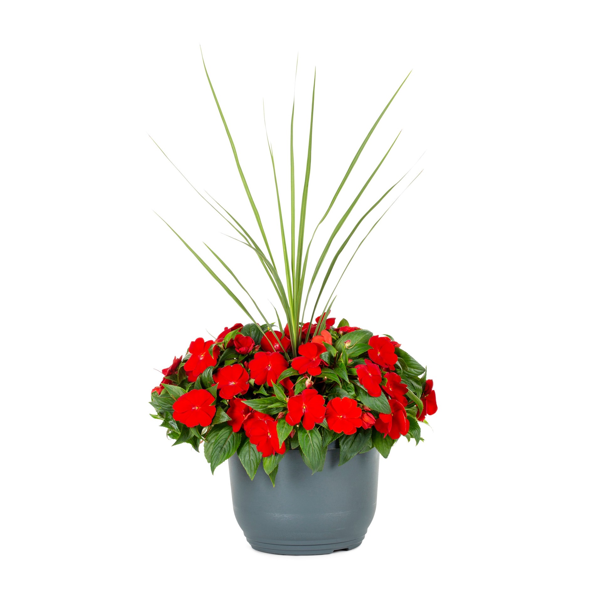 slide 5 of 6, Lowe's Multicolor New Guinea Impatiens in 1.75-Gallons Planter, 1 ct