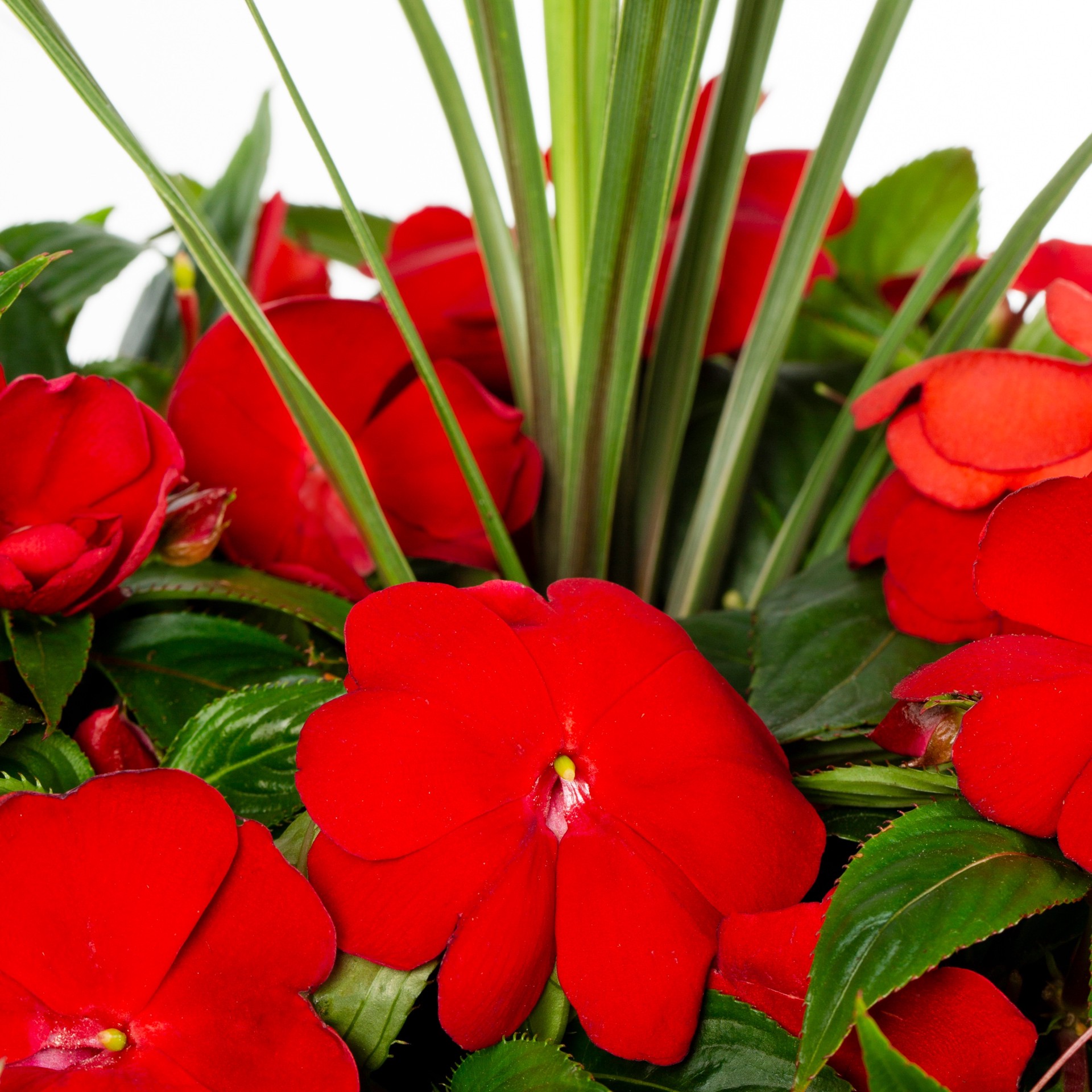 slide 6 of 6, Lowe's Multicolor New Guinea Impatiens in 1.75-Gallons Planter, 1 ct