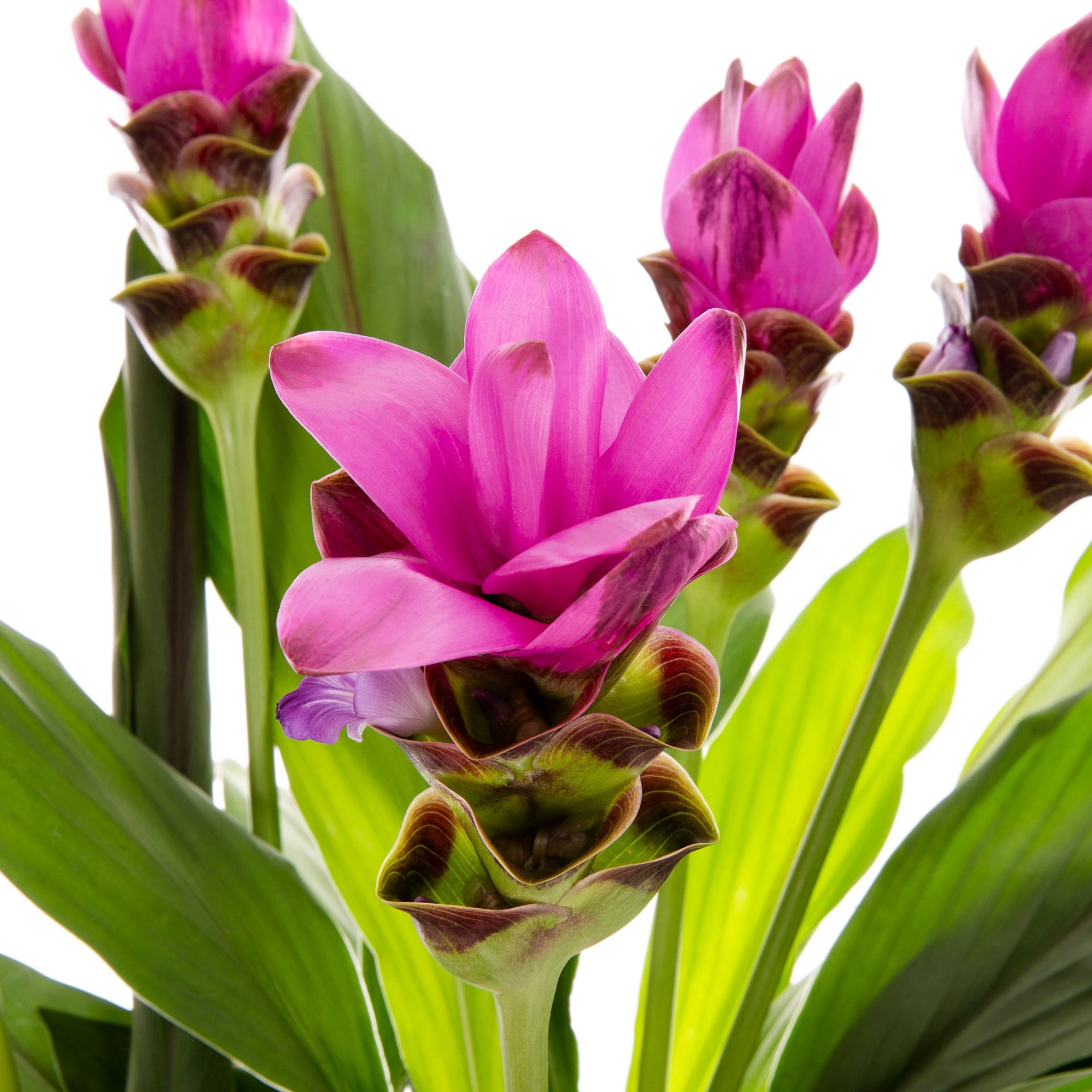 slide 2 of 4, Lowe's Curcuma Ginger Shrub in 2.50 -Quart Pot 1.0 -Pack with Pink Blooms, 1 ct