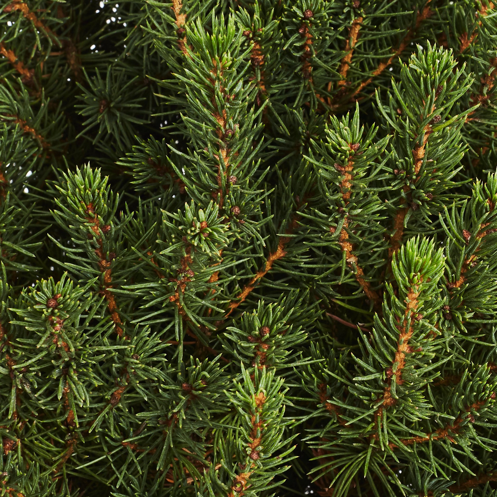 slide 2 of 3, Holiday Living Dwarf Alberta Spruce Feature Shrub in 1.75 -Gallon In pot (with soil) Insignificant, 1 ct
